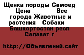 Щенки породы Самоед › Цена ­ 20 000 - Все города Животные и растения » Собаки   . Башкортостан респ.,Салават г.